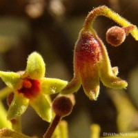 Sterculia urens Roxb.